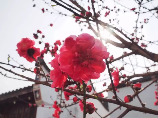 点击查看大图