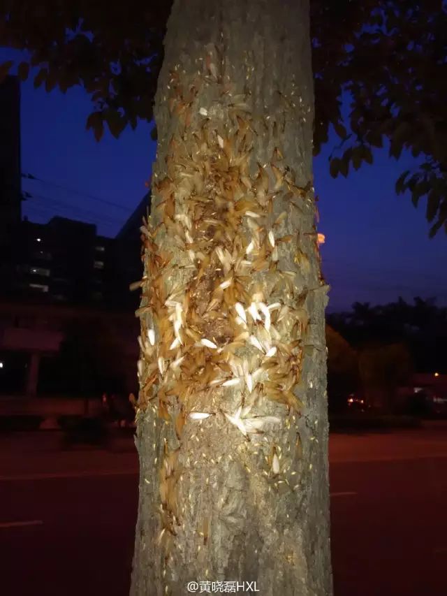 点击查看大图