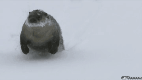 路滑扑街、裸奔、奇葩，北美一下雪，街上全是熊孩子