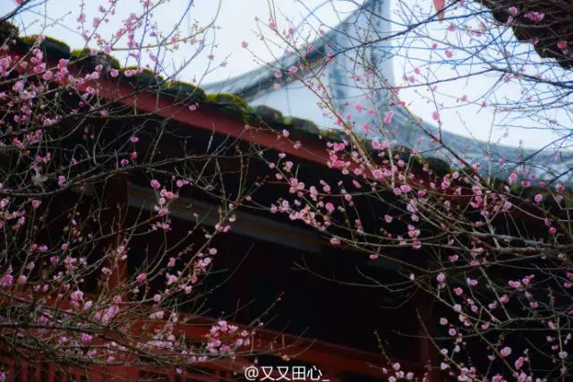 点击查看大图