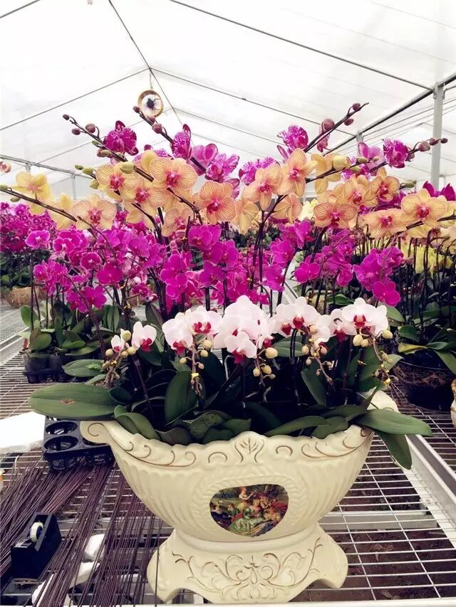 今日里水-里水网-佛山市南海区里水镇门户网站