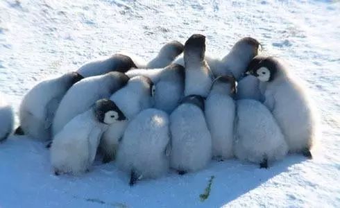 小企鹅抱团取暖