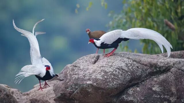 点击查看大图