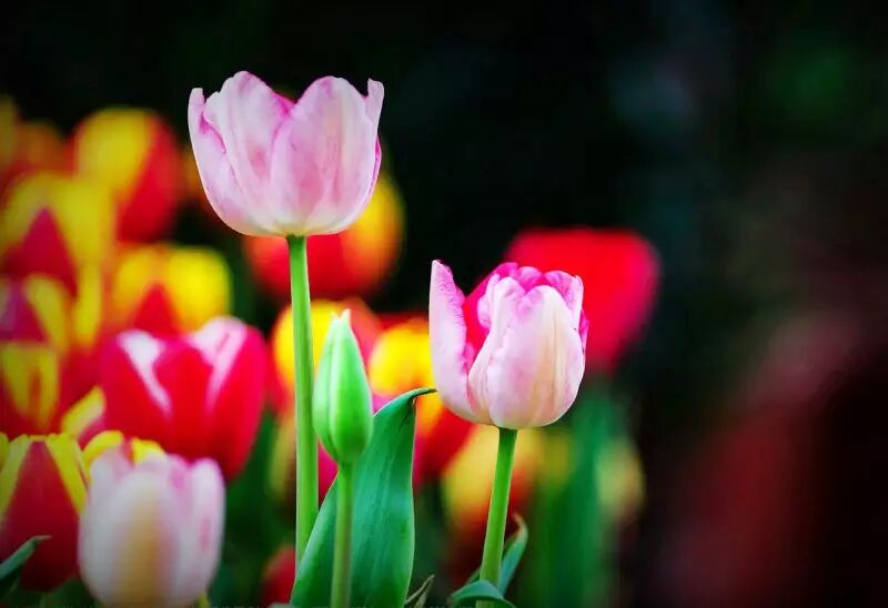 花都开好了!贡井荷园叫你带上家人来赏花啦~过