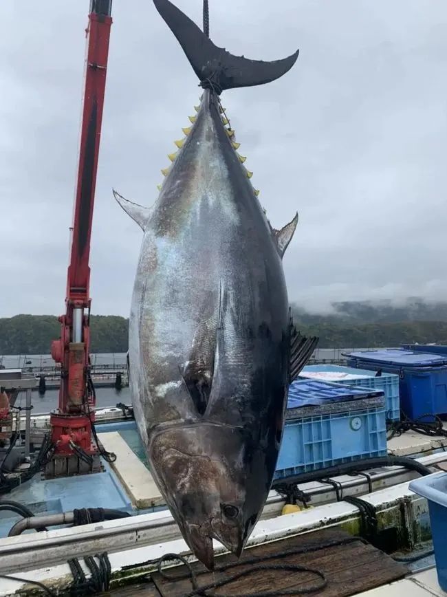 首秀300斤日本蓝鳍金枪鱼解体秀空降嘉兴太古里龙吟大江户邀您品鉴