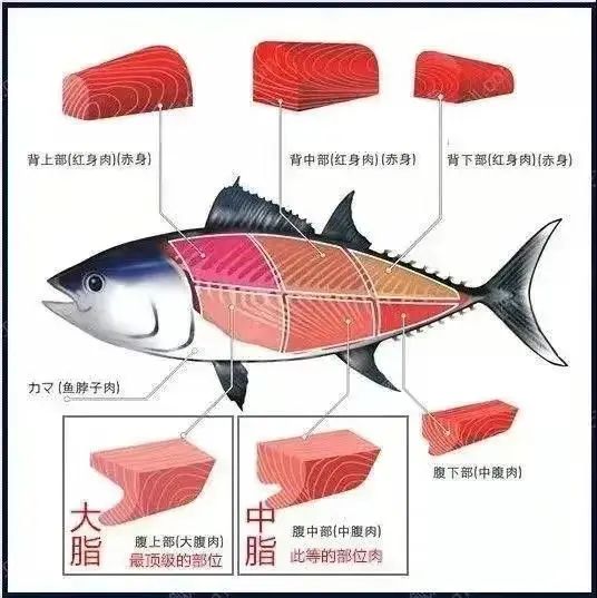 首秀300斤日本蓝鳍金枪鱼解体秀空降嘉兴太古里龙吟大江户邀您品鉴