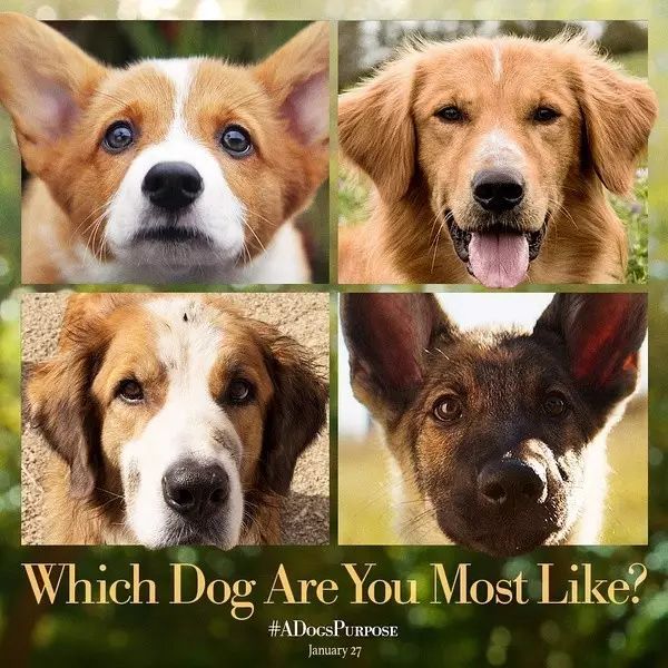 "狗语者"带着《忠犬八公的故事》的续集回来了
