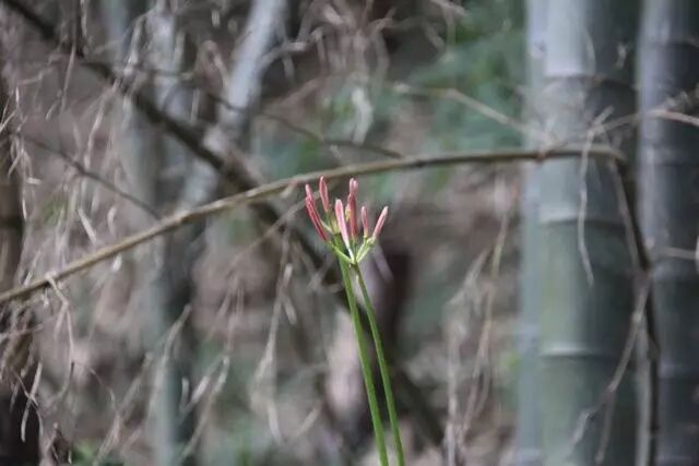 农历七月,穹窿山的彼岸花开了…
