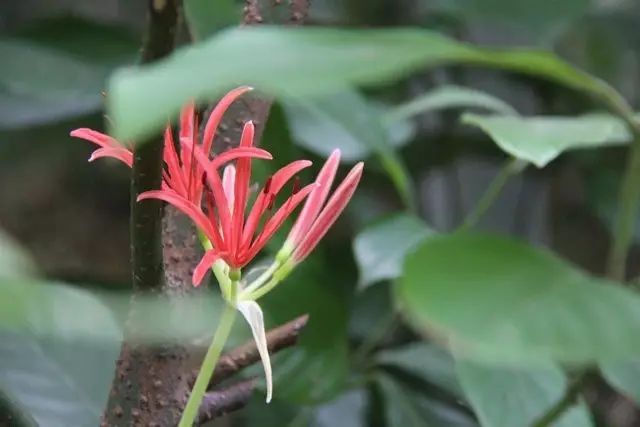 农历七月,穹窿山的彼岸花开了…