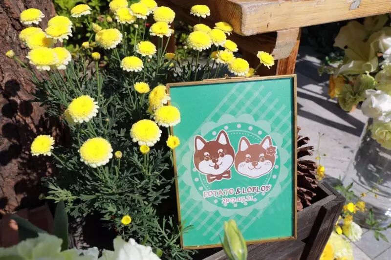 看完柴犬的婚礼,单身狗心疼地抱紧了自己-大众