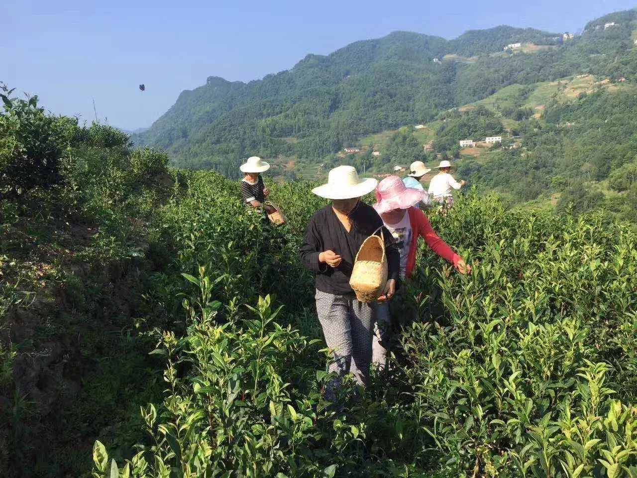 紫阳茶叶专卖店