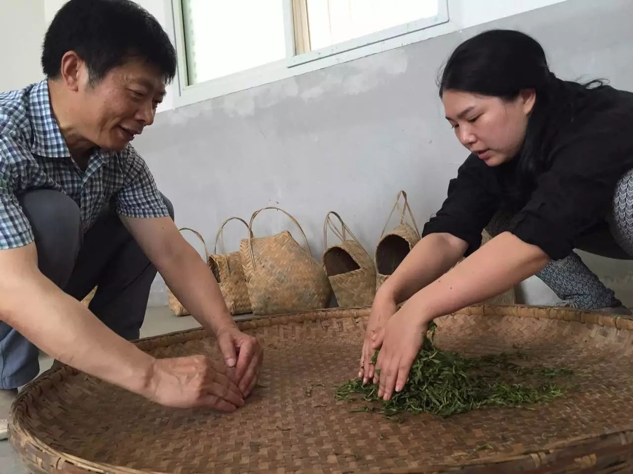 和平茶业紫阳毛尖制作