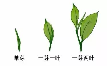 紫阳茶