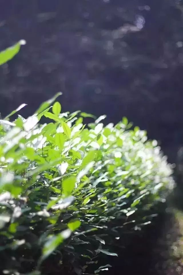 紫阳茶叶