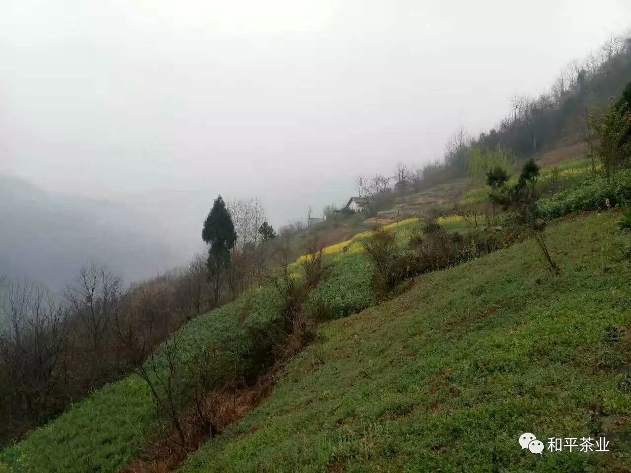 紫阳茶叶种植