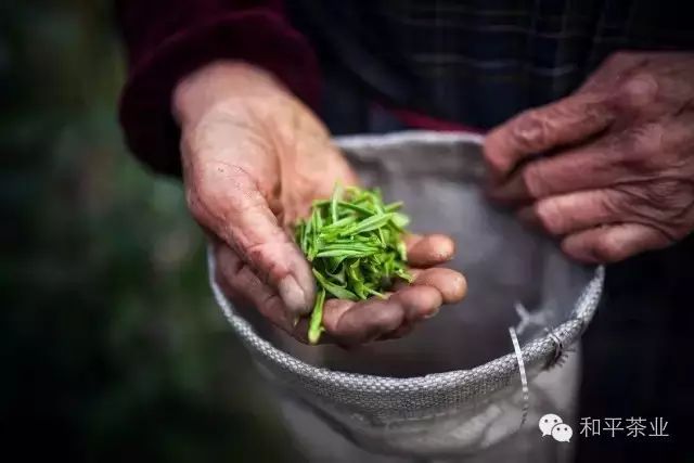 和平茶业紫阳富硒茶