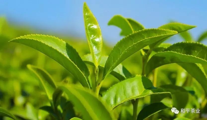 紫阳茶种