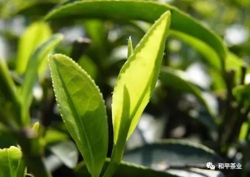 明前紫阳茶