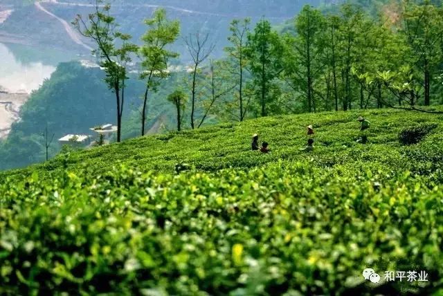 紫阳富硒茶园