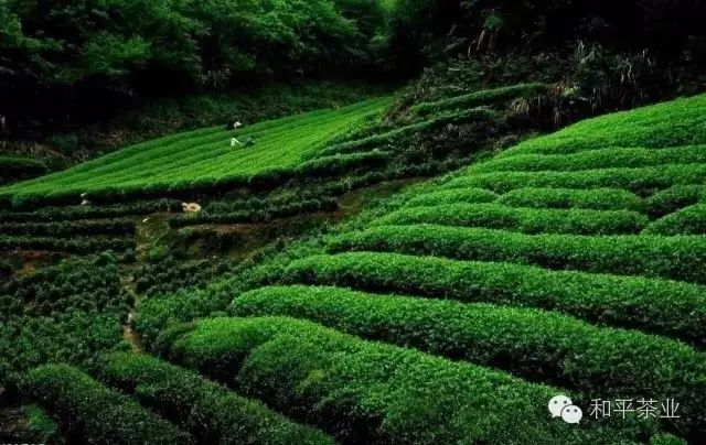 紫阳富硒茶园