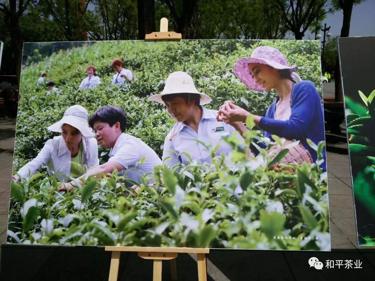 一带一路陕茶发展