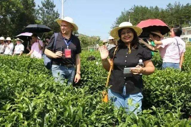 紫阳富硒茶产业