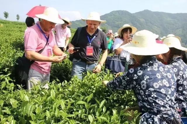 紫阳茶叶加盟店