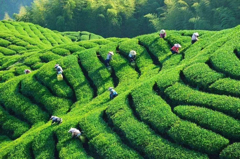 紫阳富硒茶园