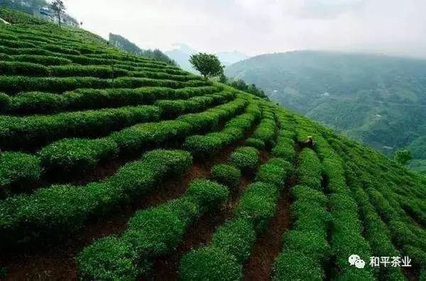 紫阳富硒茶