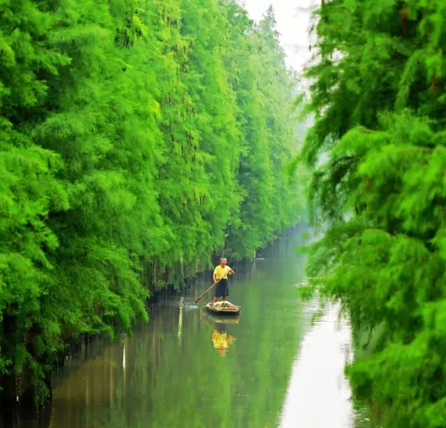 顺天顺地顺德 绿城绿家绿心- 佛山市创建国家森