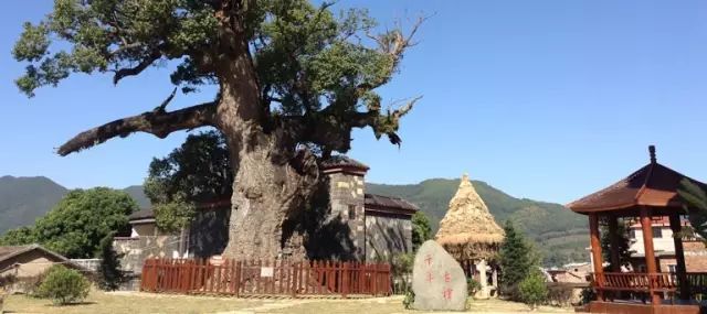 点击查看大图