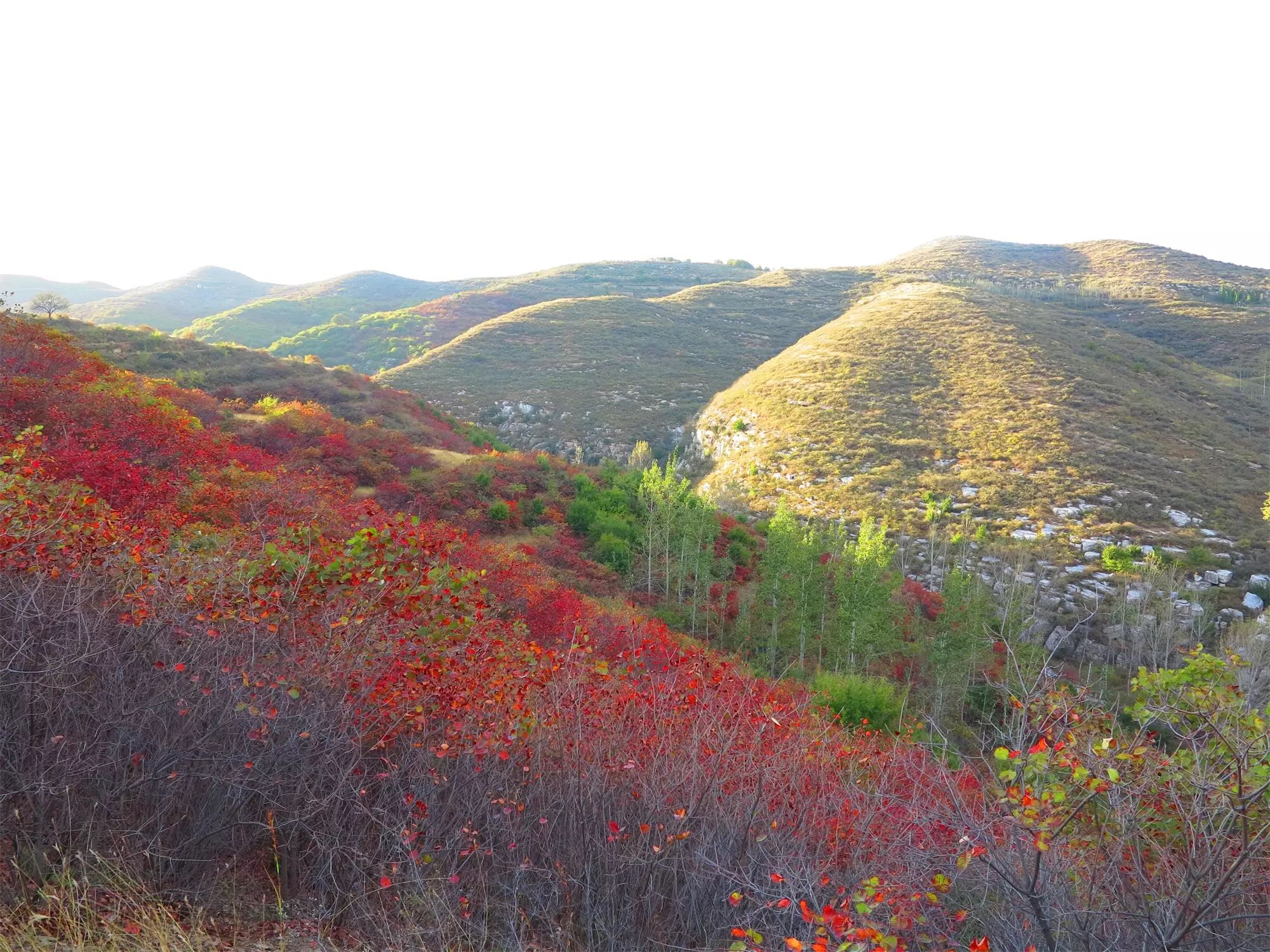八百里伏牛山 鸠山红叶醉秋光