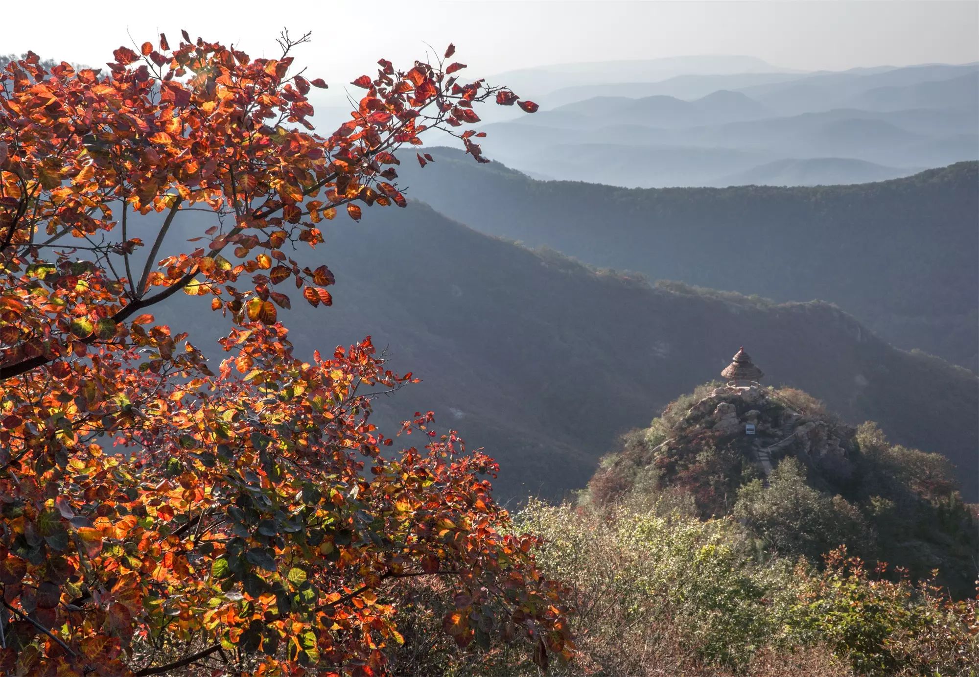 八百里伏牛山 鸠山红叶醉秋光