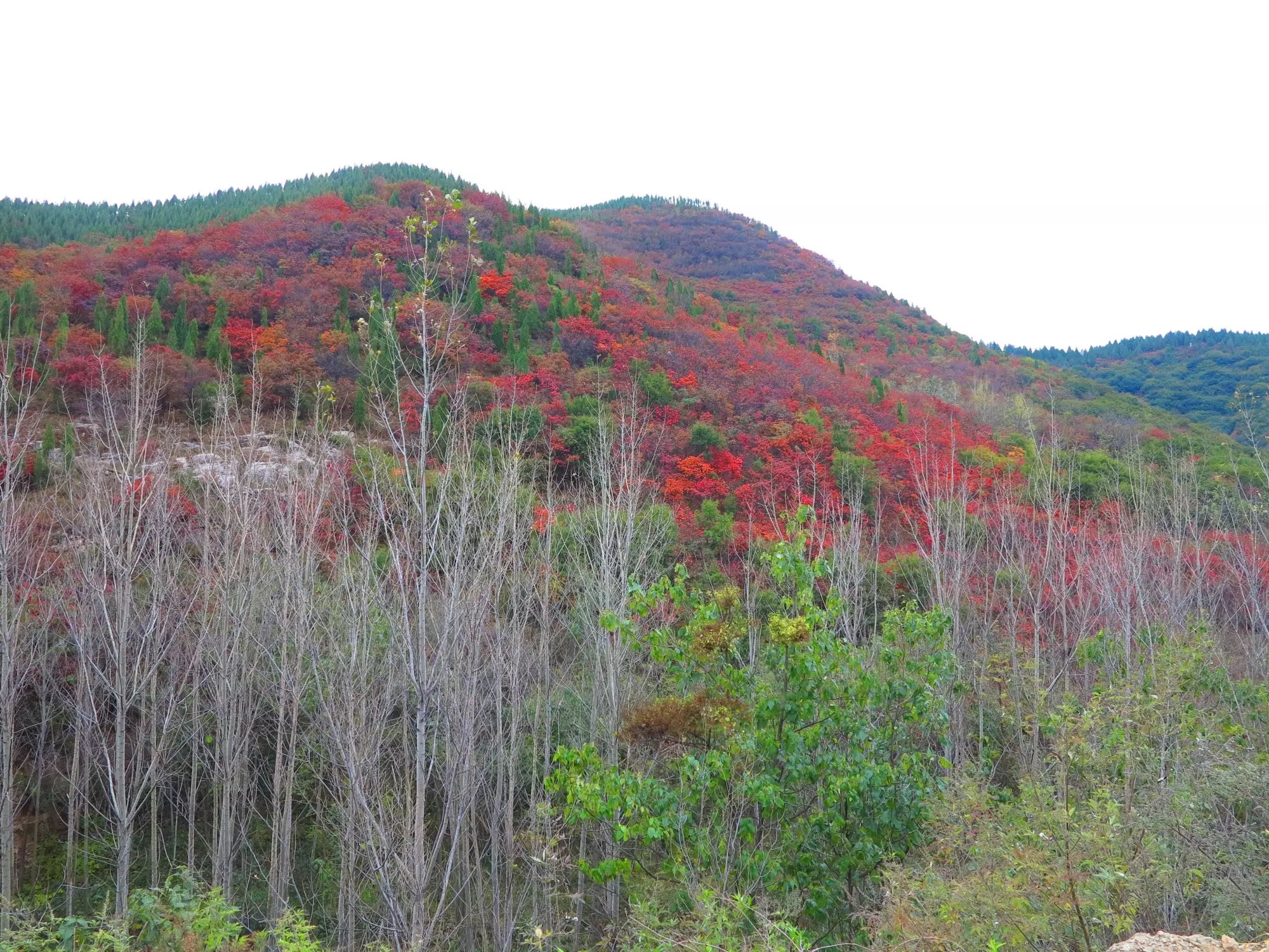 八百里伏牛山 鸠山红叶醉秋光