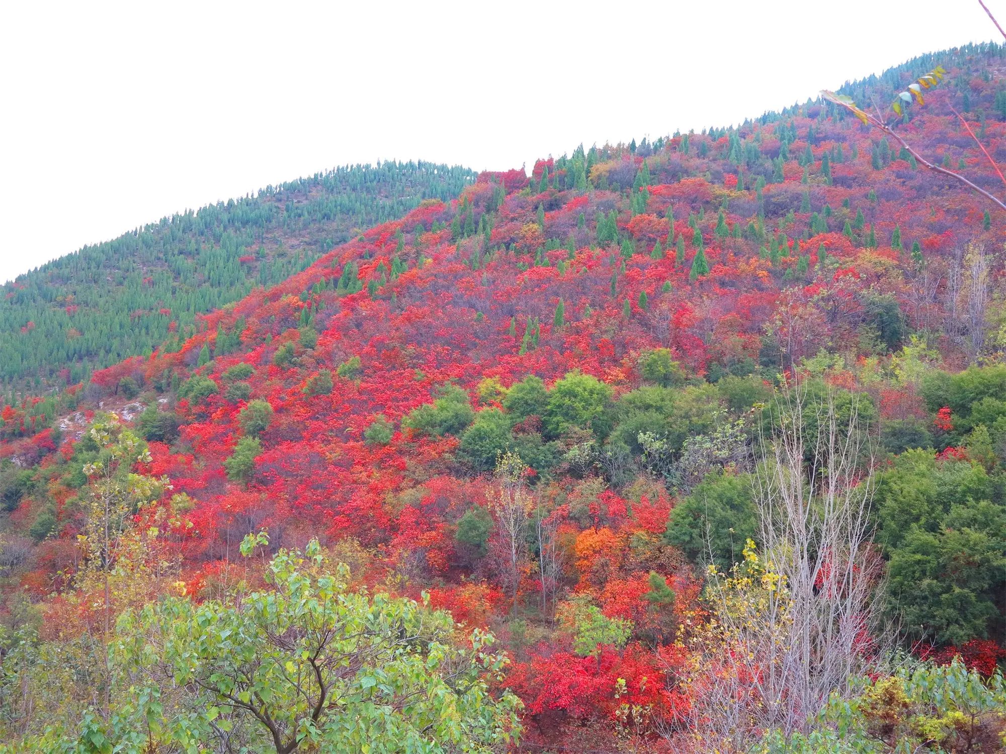 八百里伏牛山 鸠山红叶醉秋光