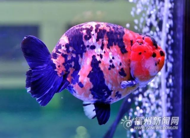 点击查看大图