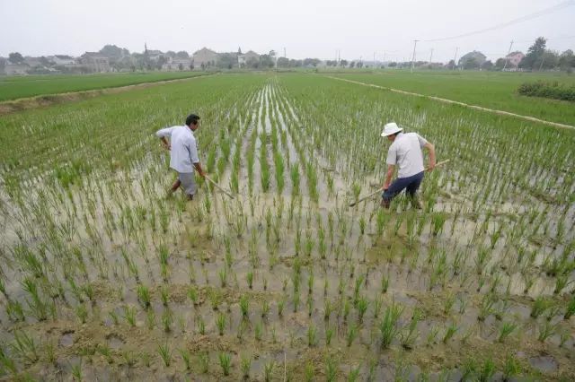 什么是三权分置?此改革关乎2.3亿户民众的增