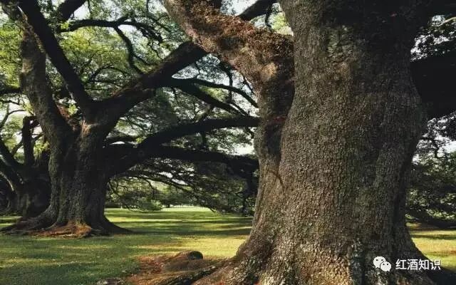 红酒橡木塞的制作全过程