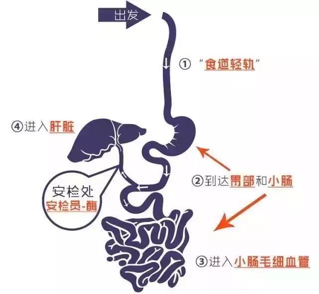 一杯紫阳茶的旅行