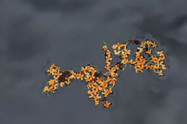 武汉10月大事件!30个消息扑面而来,第1个就看