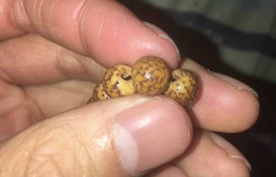 30款开片星月！漂亮至极！！！