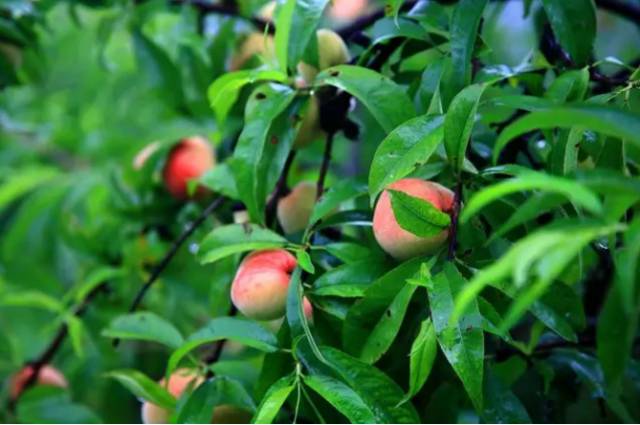 落户阜宁城北,阜宁人你千万别错过:阜宁北郊生