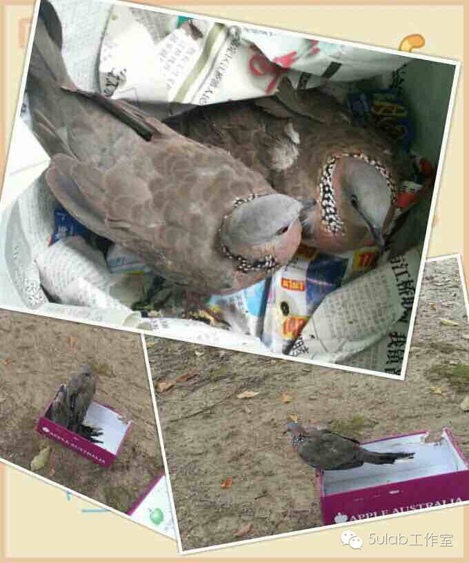 迎新春贺新年图片