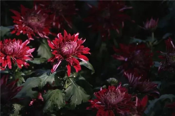点击查看大图