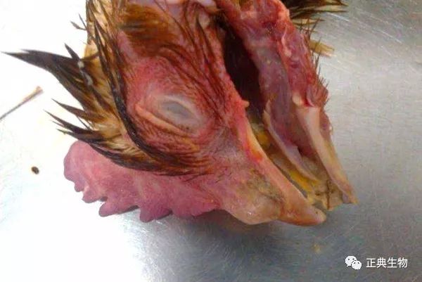 禽流感防制工作中消毒环节的探讨 禽流感防制工作中消毒环节的探讨