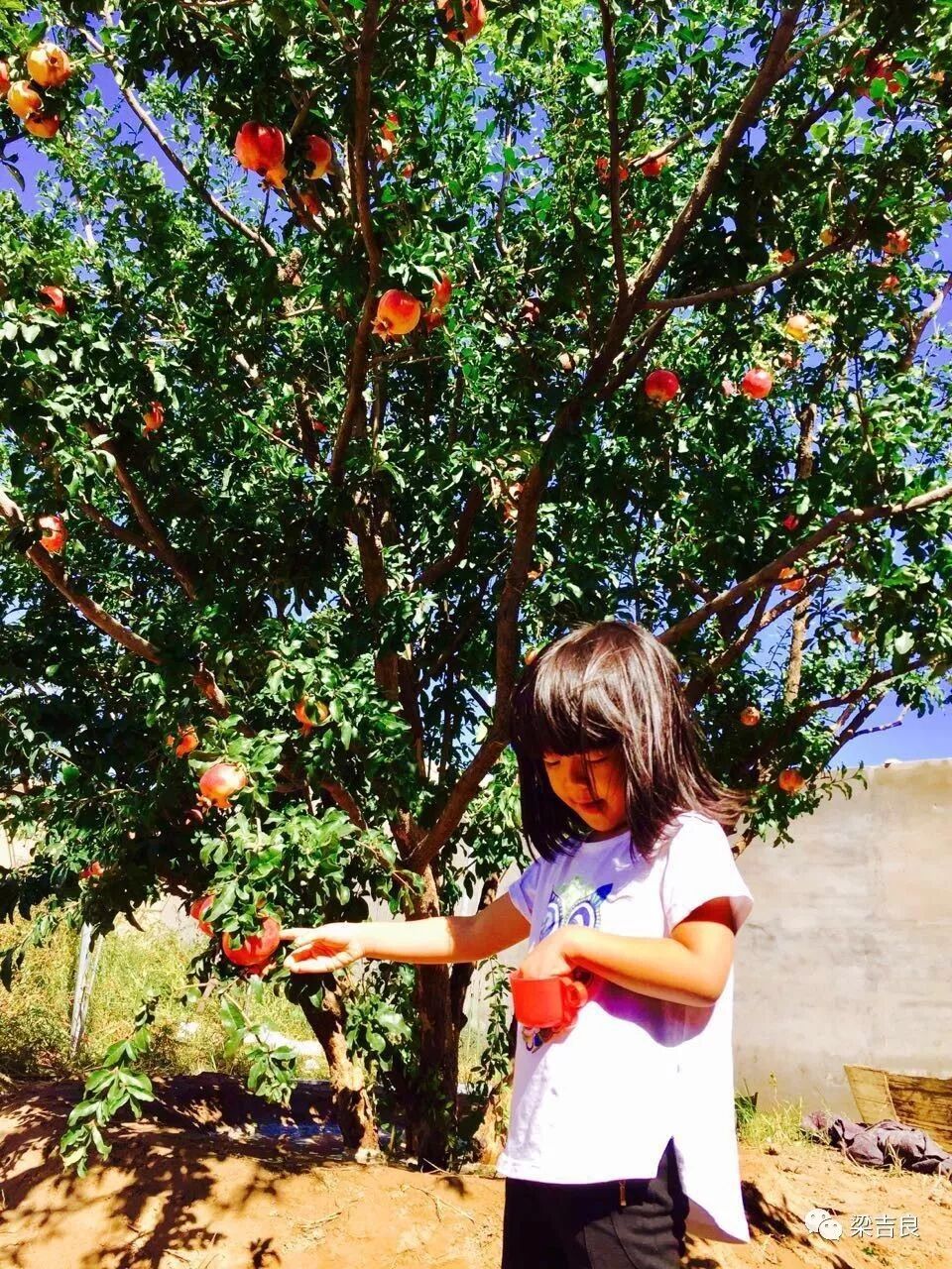 生活无趣,看看达人如何亲手打造郊区小庄园