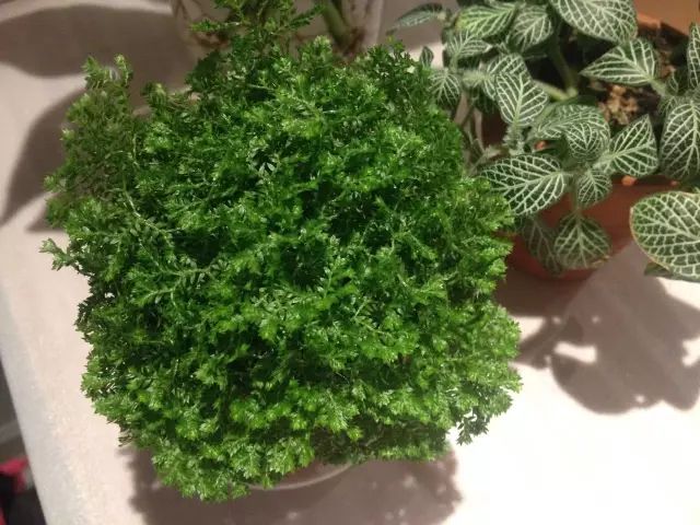 怎么除甲醛靠得牢？竹炭、植物成***“騙局”