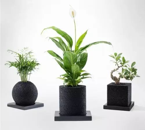 怎么除甲醛靠得牢？竹炭、植物成***“騙局”