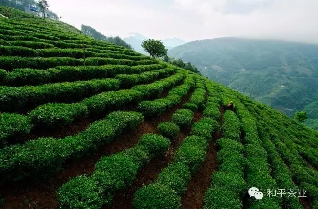 紫阳富硒茶园