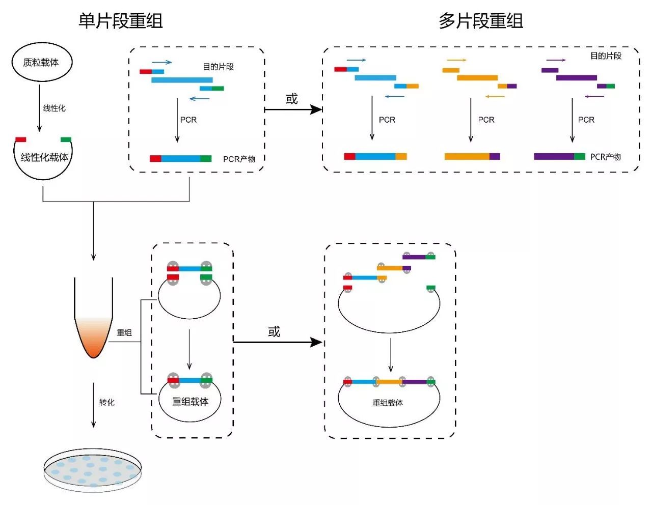 同源重组克隆操作攻略简化版